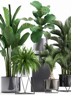 collection-of-exotic-plants-3d-model-max-bip-obj-mtl-fbx