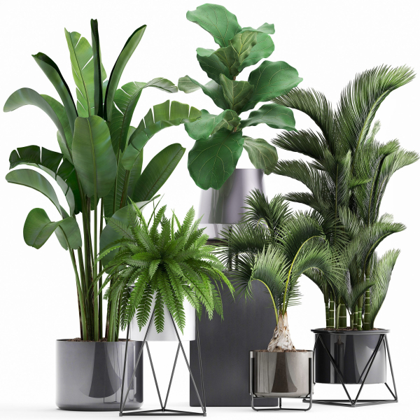 Collection of Exotic plants