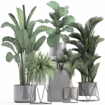 Collection of Exotic plants
