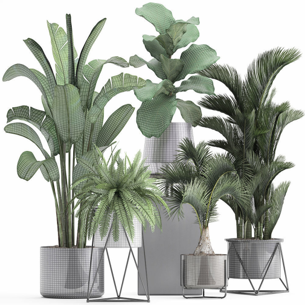 Collection of Exotic plants