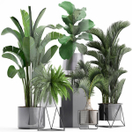 Collection of Exotic plants