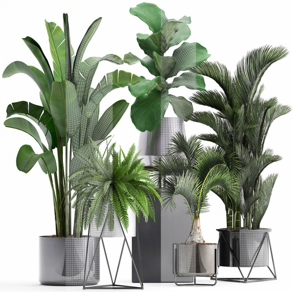 Collection of Exotic plants