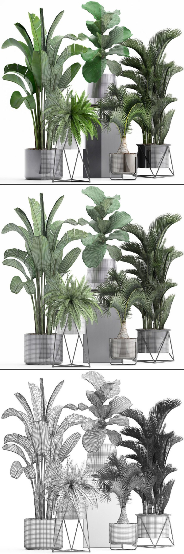Collection of Exotic plants