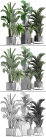 Collection of Exotic plants