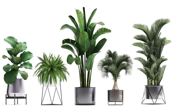 Collection of Exotic plants