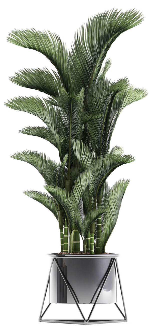 Collection of Exotic plants
