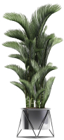 Collection of Exotic plants