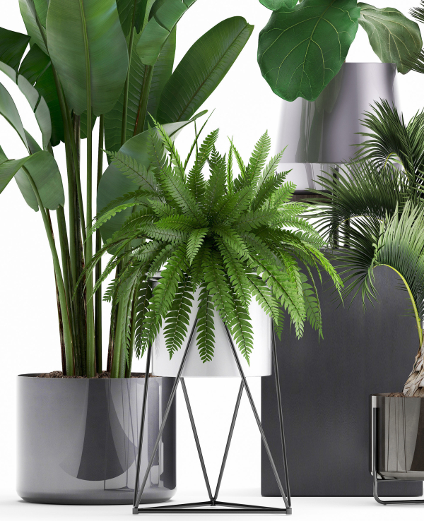 Collection of Exotic plants