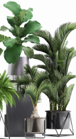 Collection of Exotic plants