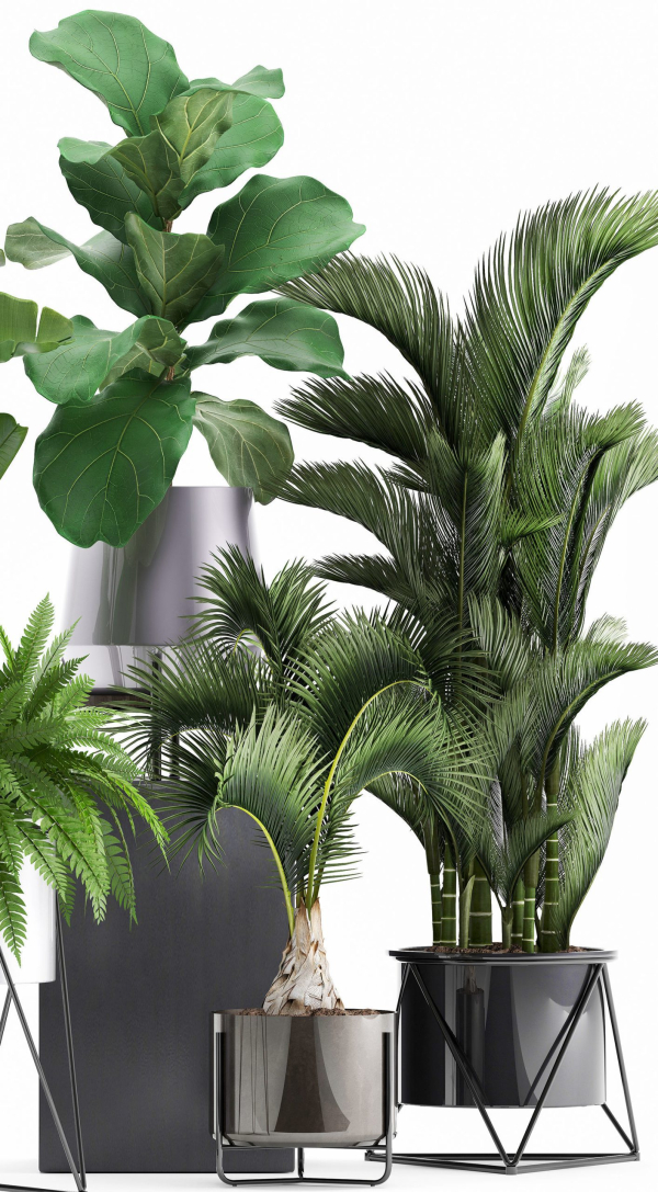 Collection of Exotic plants