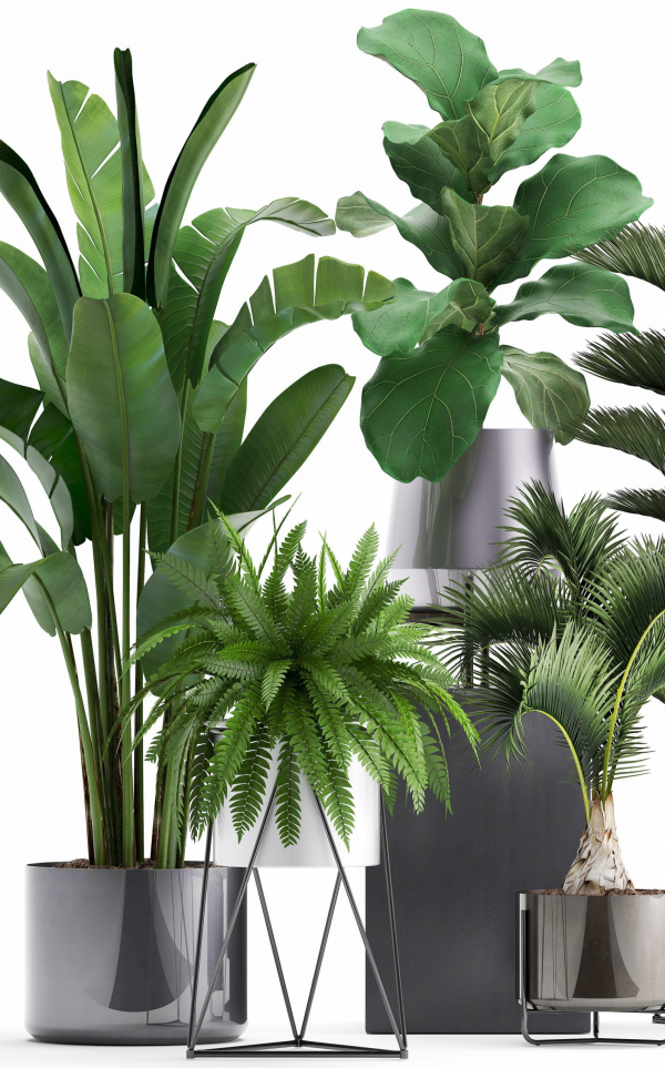 Collection of Exotic plants