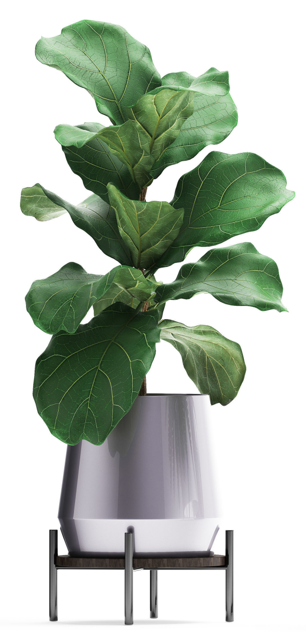 Collection of Exotic plants