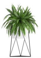 Collection of Exotic plants