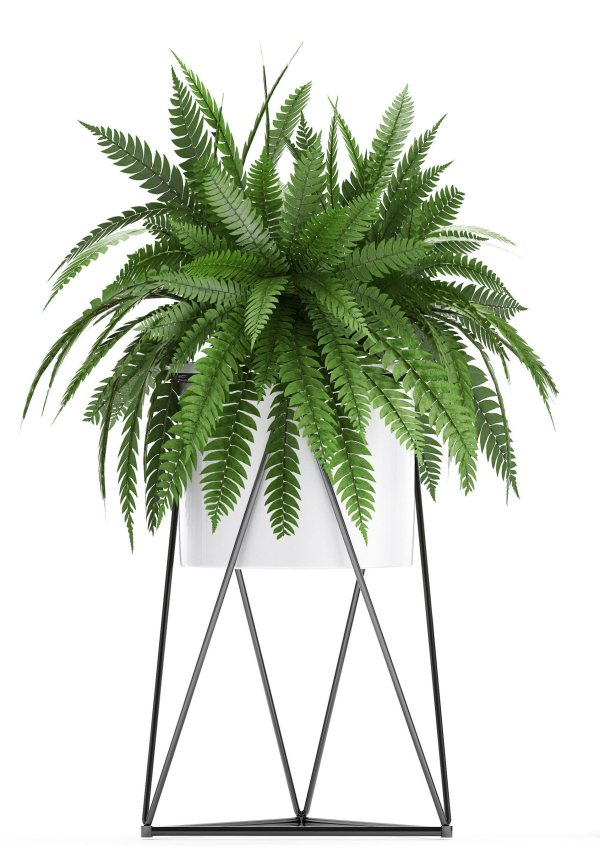 Collection of Exotic plants