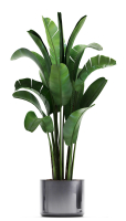 Collection of Exotic plants