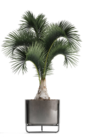 Collection of Exotic plants