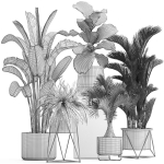 Collection of Exotic plants
