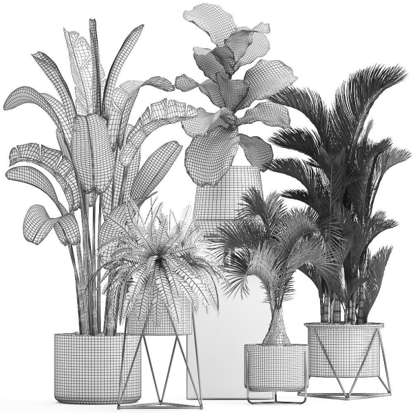 Collection of Exotic plants