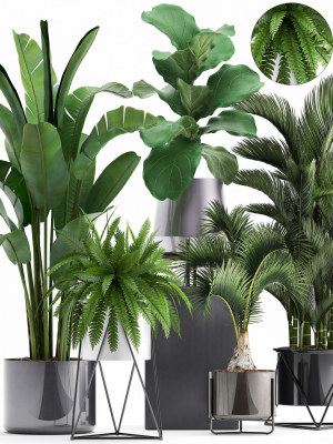 Collection of Exotic plants