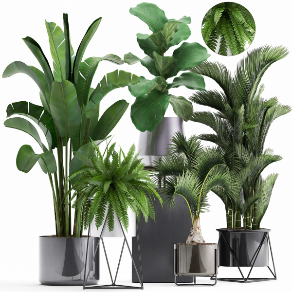 Collection of Exotic plants
