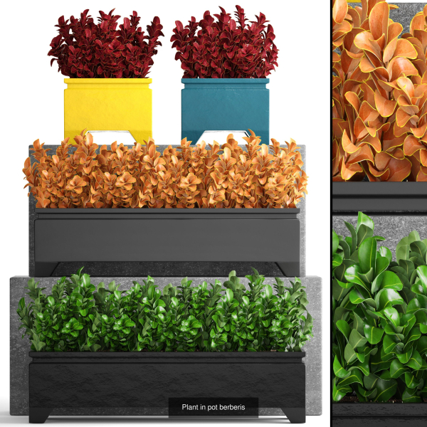 Collection of plants in pots for street and interior decor