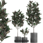 Collection of plants in pots for street and interior decor