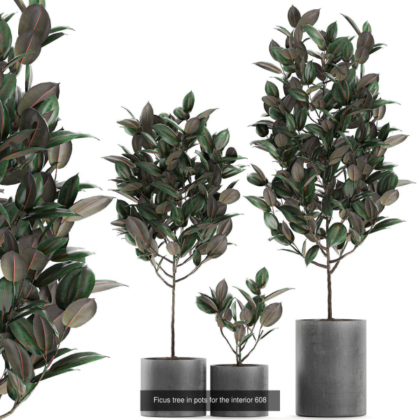 Collection of plants in pots for street and interior decor