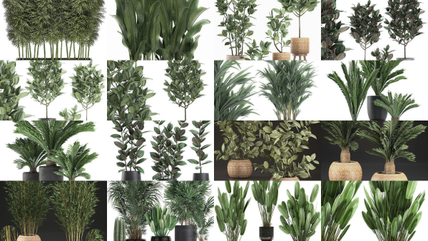 Collection of plants in pots for street and interior decor