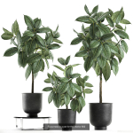 Collection of plants in pots for street and interior decor
