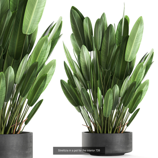 Collection of plants in pots for street and interior decor