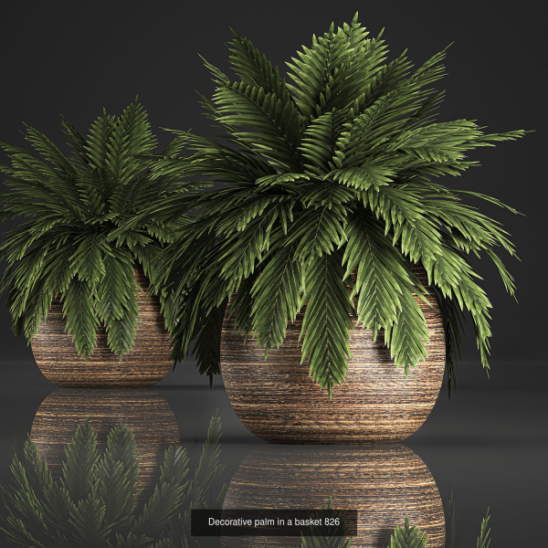 Collection of plants in pots for street and interior decor