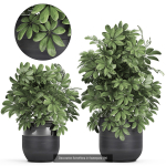 Collection of plants in pots for street and interior decor