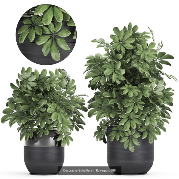 Collection of plants in pots for street and interior decor