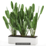 Collection of plants in pots for street and interior decor
