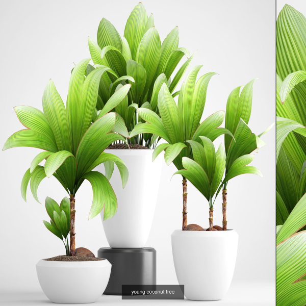 Collection of plants in pots for street and interior decor