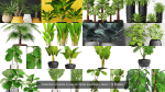 Collection of plants in pots for street and interior decor