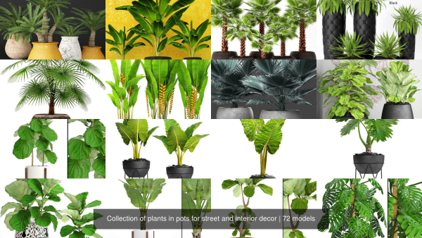Collection of plants in pots for street and interior decor