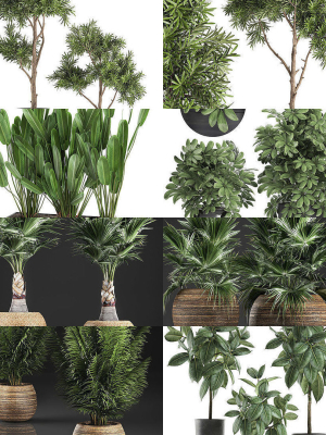 Collection of plants in pots for street and interior decor