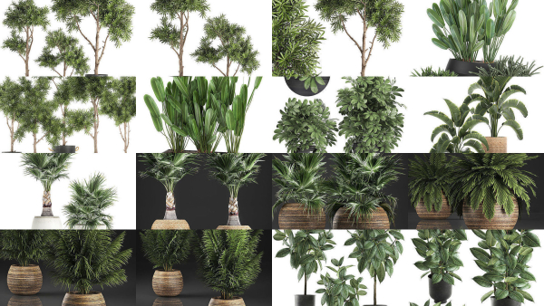 Collection of plants in pots for street and interior decor