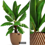 Collection of plants in pots for street and interior decor