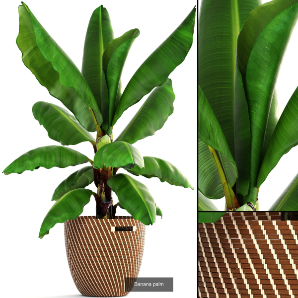 Collection of plants in pots for street and interior decor