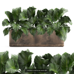 Collection of plants in pots for street and interior decor