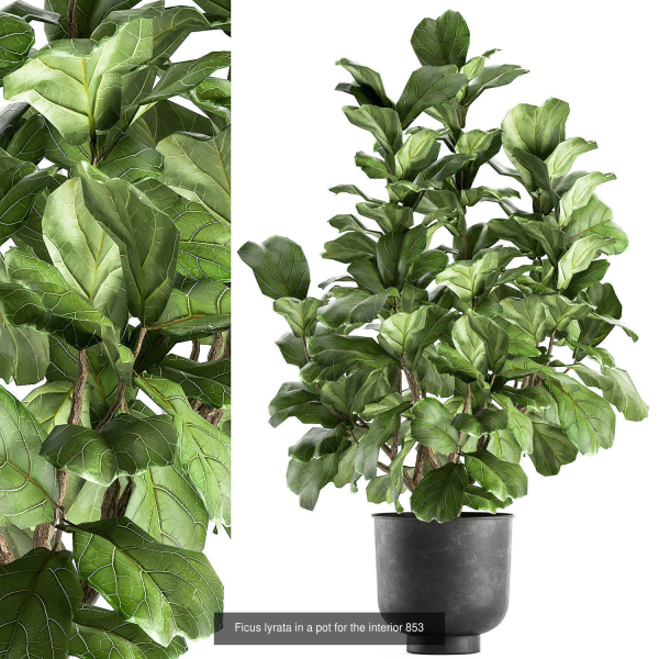 Collection of plants in pots for street and interior decor