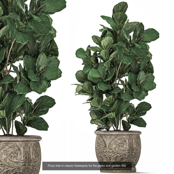 Collection of plants in pots for street and interior decor
