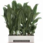 Collection of plants in pots for street and interior decor