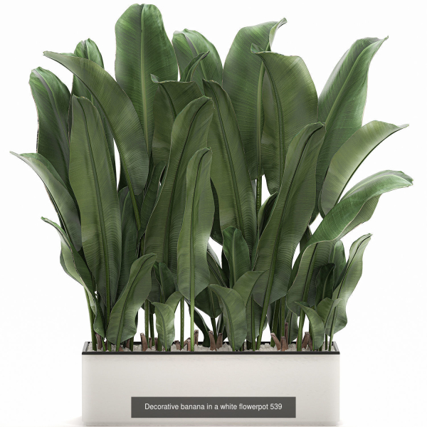 Collection of plants in pots for street and interior decor