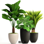 Collection of plants in pots for street and interior decor