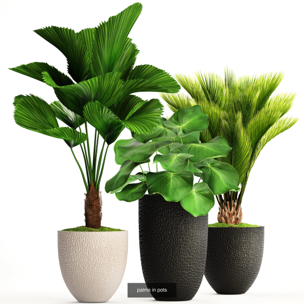 Collection of plants in pots for street and interior decor