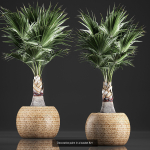 Collection of plants in pots for street and interior decor