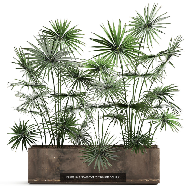 Collection of plants in pots for street and interior decor